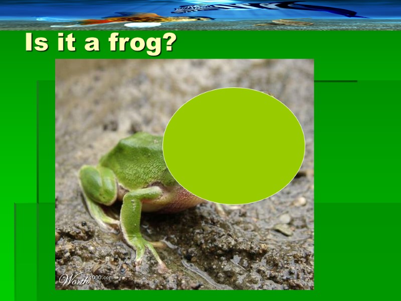 Is it a frog?